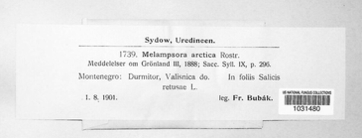 Melampsora arctica image